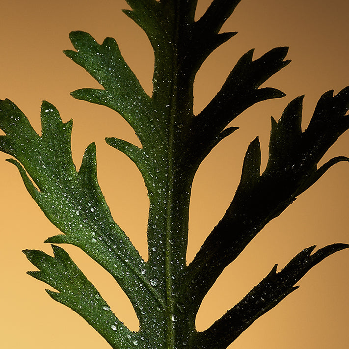 Close-up of a green, serrated leaf with water droplets, set against a warm yellow-orange background. Celest - Eau de Parfum by Floris London EU.